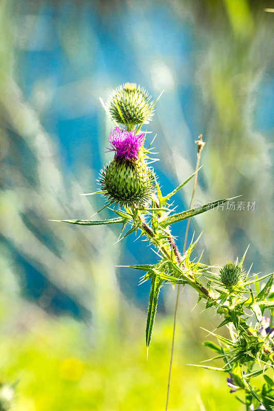 Chardon coloré